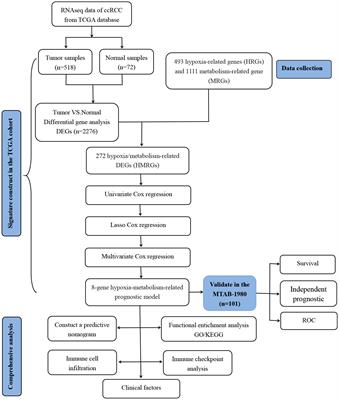 Development and validation of a combined hypoxia- and metabolism-related prognostic signature to predict clinical prognosis and immunotherapy responses in clear cell renal cell carcinoma